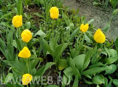 Красивые тюльпаны и маленькие сердечки на деревянном фоне :: Стоковая  фотография :: Pixel-Shot Studio