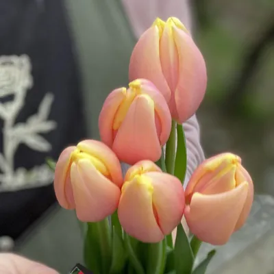 Маленькая Голландия: как выращивают тюльпаны к 8 Марта в Борисове - Минская  правда