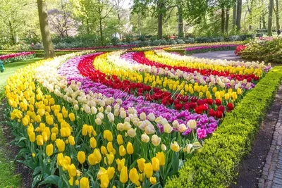 Крупнейшие тюльпаны и другие виды Tulipa L., фото