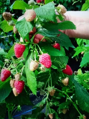 Купите Малина Джоан Джи, ремонтантная 🌹 из питомника Долина роз с  доставкой!