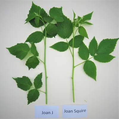 Сорт малины Джоан джей, описание сорта с характеристикой и отзывами, а  также особенности посадки и выращивания, фото