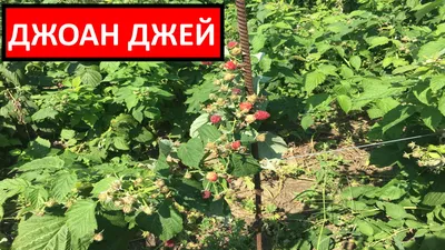 Малина Джоан Джей - описание сорта, отзывы, характеристика, фото,  подкормка, посадка и уход