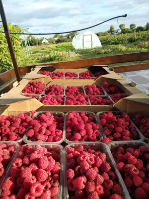 Varieties of raspberries. Raspberry Joan J - YouTube