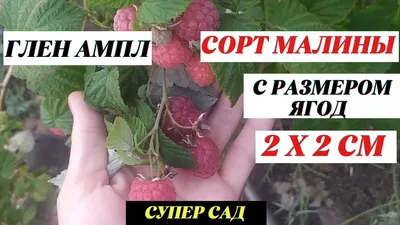 Малина Глен Ампл