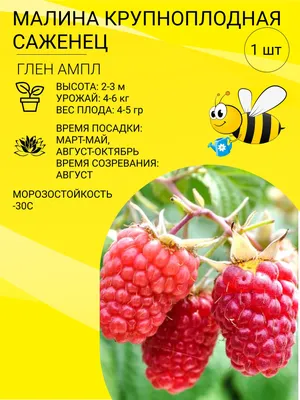Малина Глен Ампл органичная в Киеве и пригороде: купить по хорошей цене с  доставкой. Розница, фасовка 200г