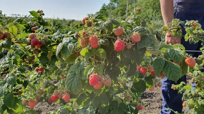 Малина Глен Файн (Однолетний, ОКС) - купить Саженцы малины в Киеве и  Украине, выгодная цена Малина Глен Файн в интернет-магазине Agrostore ТМ  (Агростор)