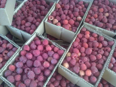 Малина ремонтантная \"Глен Ампл\" (Rubus \"Glen Ample\") - Питомник и Садовый  центр Русские Деревья