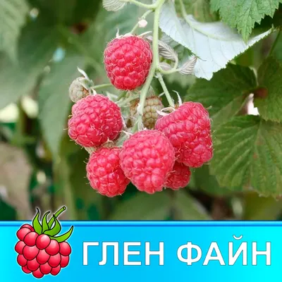 Глен Ампл — Зеленый Сад - Уральский плодопитомник