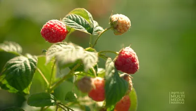 САМАЯ АДАПТИРУЕМАЯ К ВНЕШНЕЙ СРЕДЕ ЯГОДА – МАЛИНА - AGRO.UZ