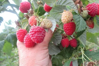 Малина ремонтантная Химбо Топ (Rubus idaeus Himbo-Top) С2,5 — Питомник  Летний сад