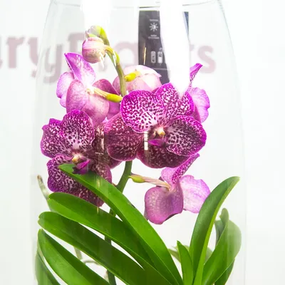 Малиновая орхидея фото фотографии