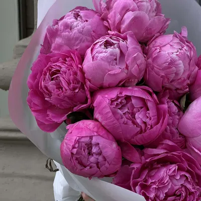 Шикарные Малиновые Пионы в наличии💖👍 Торопитесь сделать заказ!... -  Доставка цветов Алматы - только самые свежие свежие цветы с доставкой. |  Facebook