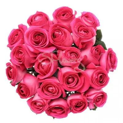 Заказать Малиновые розы | Малиново-розовая роза 60см (Эквадор)75шт. с  бесплатной доставкой | Katty Art Flowers