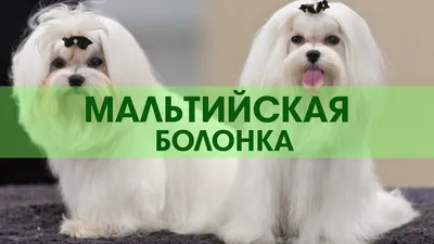 Мальтезе — порода собак, описание с фото - Рамблер/новости