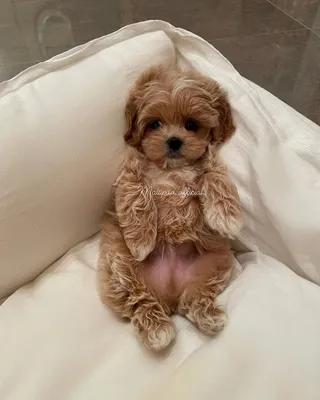 Размеры Maltipoo