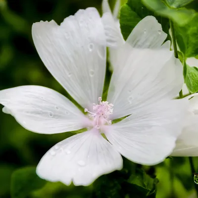 Malva moschata 'Snow White', Musk Mallow 'Snow White' in GardenTags plant  encyclopedia