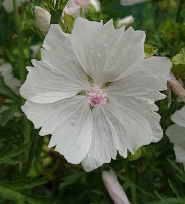 Malva moschata forma alba white musk mallow flowers Stock Photo - Alamy