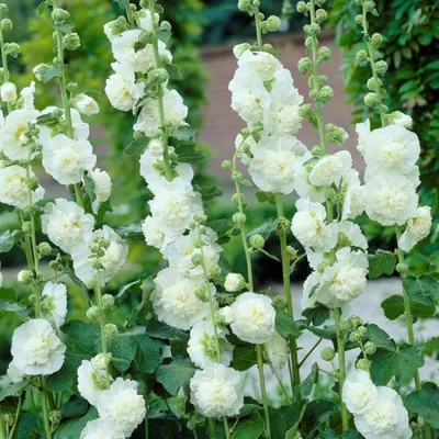 Snow White Malva – Pinetree Garden Seeds