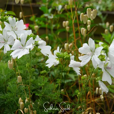 Snow White Malva – Pinetree Garden Seeds