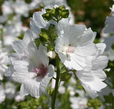 Buy Malva moschata alba from Shire Plants