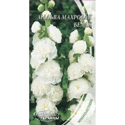 French Hollyhock, Mallow 'Alba' (Malva sylvestris) | Hollyhock, Planting  flowers, Flora