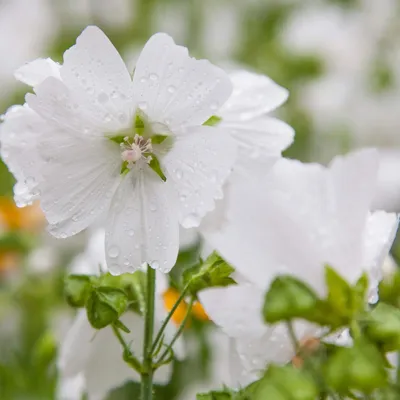 макро-красавица алсея роуси белая мальва или цветок холлихаков в манерном  саду Стоковое Фото - изображение насчитывающей текстура, украсьте: 251168126