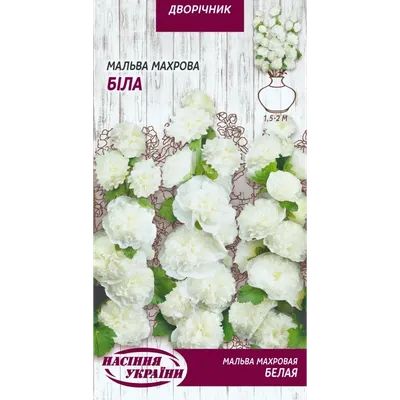 Blooming White Malva Flowers · Free Stock Photo