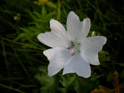 Flowering plant . Malva moschata, white musk mallow, musk-mallow, garden  Brownsburg, Quebec Stock Photo - Alamy