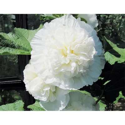 Premium Photo | The white hibiscus flower white mallow malva sylvestris  natural plant