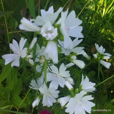 Premium Photo | The white hibiscus flower white mallow malva sylvestris  natural plant