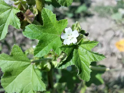 File:Malva sylvestris-BB.png - Wikipedia