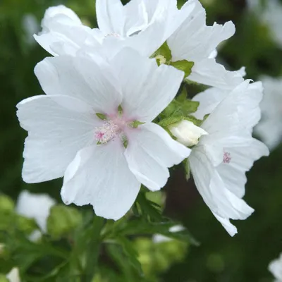 Malva moschata f alba hi-res stock photography and images - Alamy