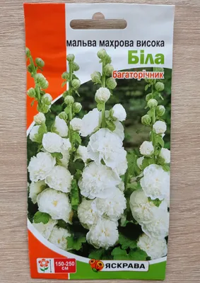 Malva Moschata Alba, White Musk Mallow in GardenTags plant encyclopedia