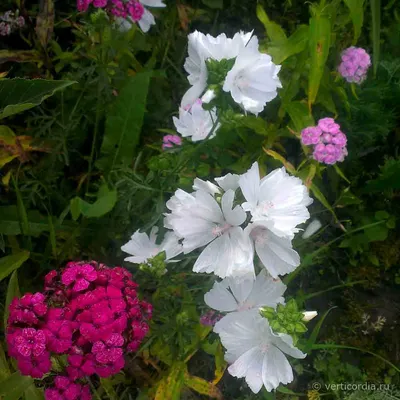 Вертикордия — Мальва мускусная белая (Malva moschata alba)