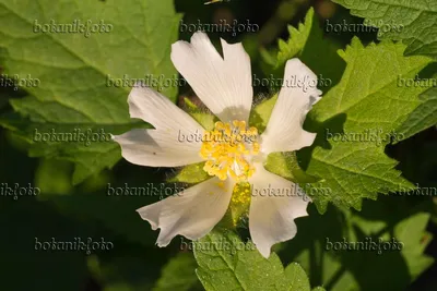 Malva parviflora - Wikipedia