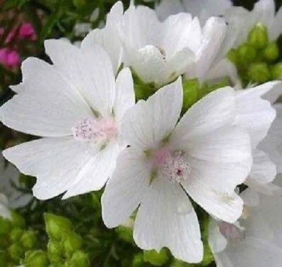 White musk mallow (Malva moschata) flowers Stock Photo | Adobe Stock
