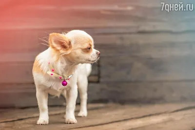 Маленькие собаки для 🐕 небольшой квартиры: лучшие породы миниатюрных собак  - Гульдог