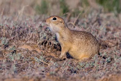 Молодой малый суслик в Thesteppe. Стоковое Изображение - изображение  насчитывающей суслик, женщина: 28643091