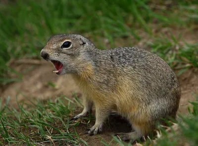 Суслик малый (Spermophilus pygmaeus)