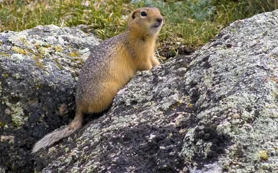 Суслик малый (Суслик серый) - Spermophilus pygmaeus