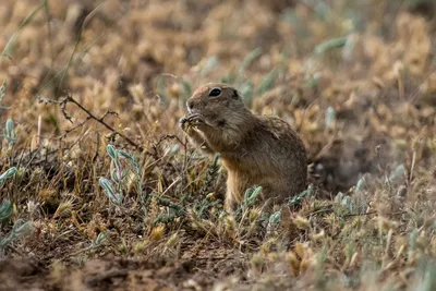 Golden-окаймленных Суслик Callospermophilus Латеральной  Золотисто-окаймленных Суслик Является Одним Из Видов Сусликов Найти В  Горных Районах Западной Части Северной Америки Фотография, картинки,  изображения и сток-фотография без роялти. Image 20389351