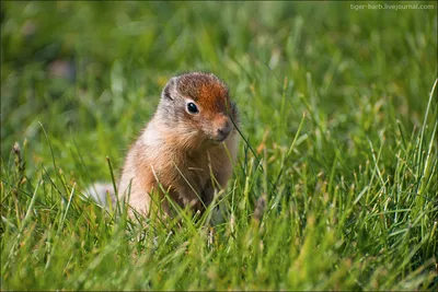 Большой, или рыжеватый суслик (Spermophilus major) Курганская область 📷  Татьяна Серкова | ВКонтакте