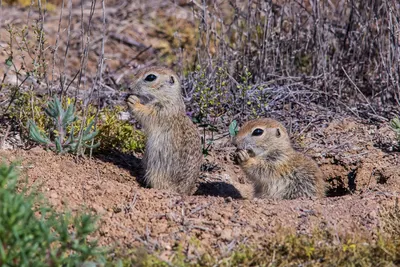 Маленький Детеныш Spermophilus В Зоопарке Вертикальный — стоковые  фотографии и другие картинки Белка - iStock