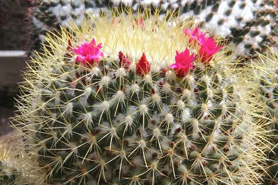 Маммилярия розово-красная Прингла - страница вида с описанием, фотографиями  и похожими кактусами.
