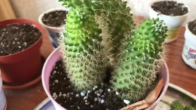 Растение ⌀ 5 Mammillaria MATUDAE (Маммиллярия): купить c доставкой почтой  🌸 Адениум дома