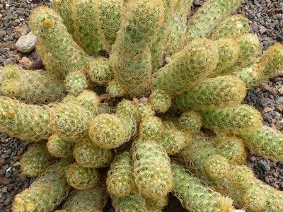 Кактусы - фото, виды и названия Род Маммилярия - Mammillaria