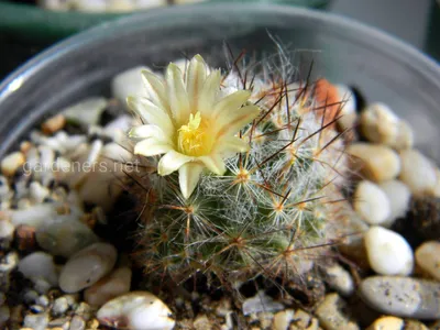 Растение ⌀ 7 Mammillaria SPINOSISSIMA 'UN PICO' (Маммиллярия): купить c  доставкой почтой 🌸 Адениум дома