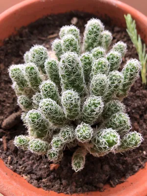 Mammillaria SPINOSISSIMA UN PICO - SUCCULENT.KUPI