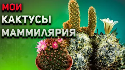 Черенок Маммиллярия вобурнская (Mammillaria voburnensis)