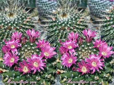 Растение ⌀ 5 Mammillaria SABOAE (Маммиллярия): купить c доставкой почтой 🌸  Адениум дома